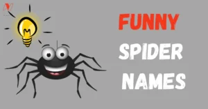 Funny Spider Names Ideas