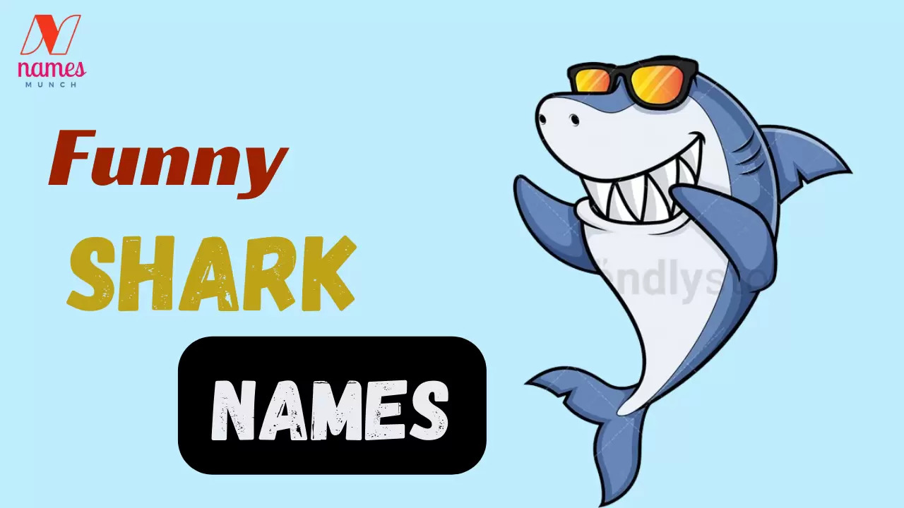 Funny Shark Names (Cute & Clever)