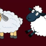 Funny Sheep Names (Cute But Hilarious)