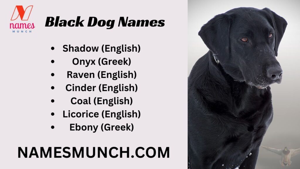 Black Dog Names