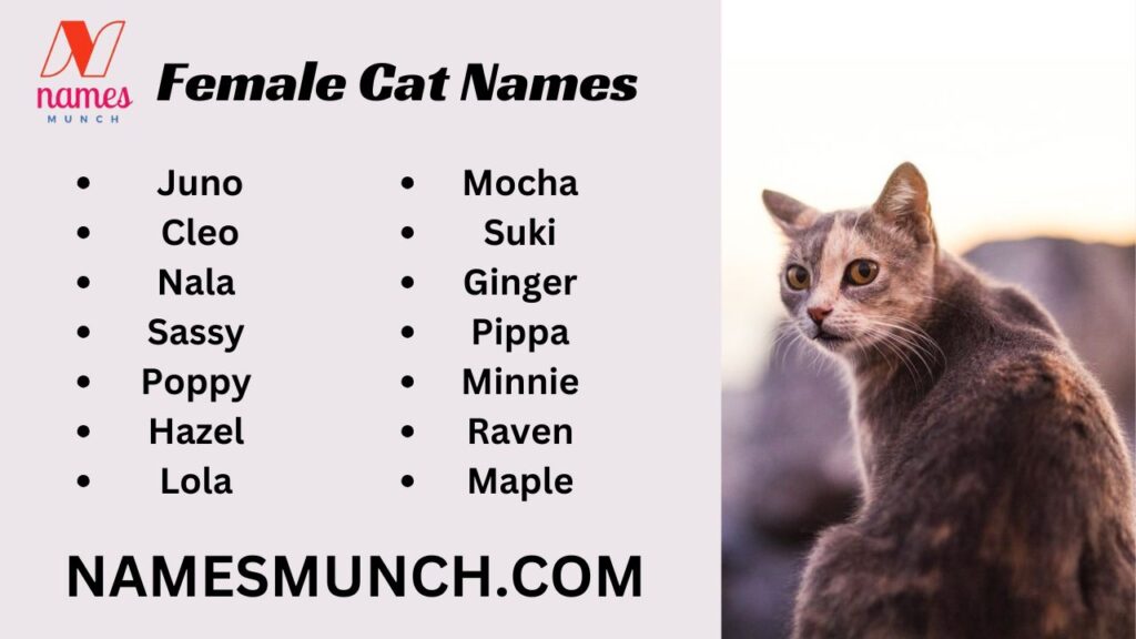 Female Cat Names