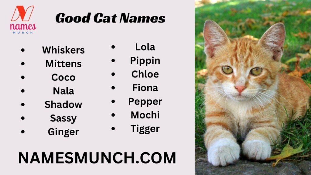 Good Cat Names