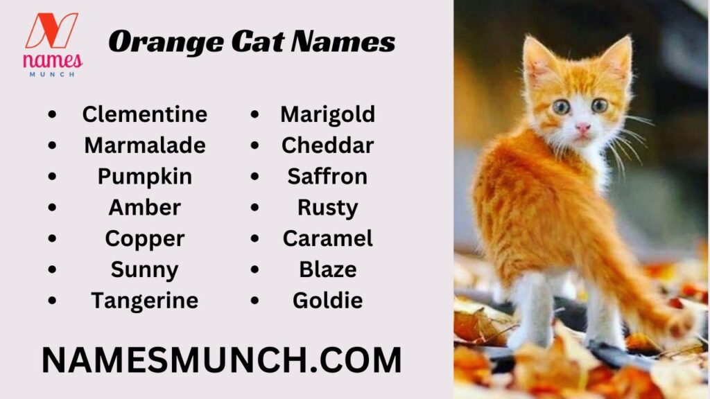 Orange Cat Names